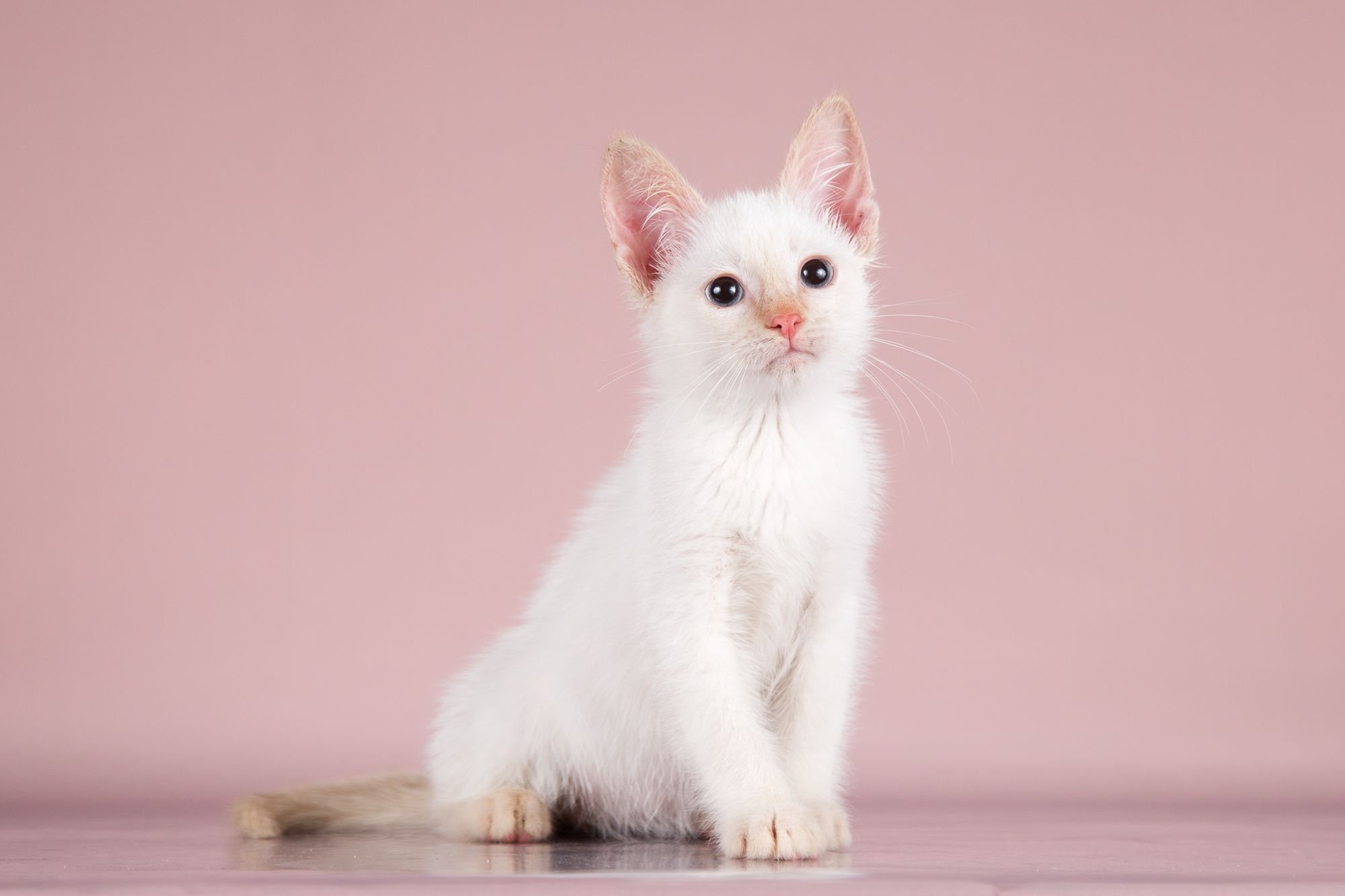 Котнок Гав ищет дом