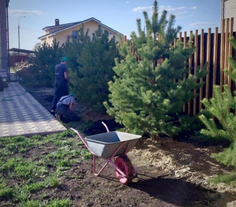Саженцы и крупномеры высшего качества для быстрого озеленения