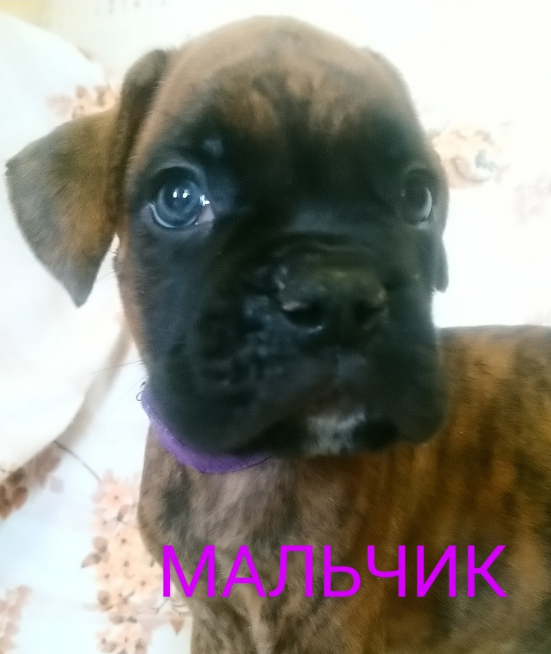 Тигровые щенки боксера