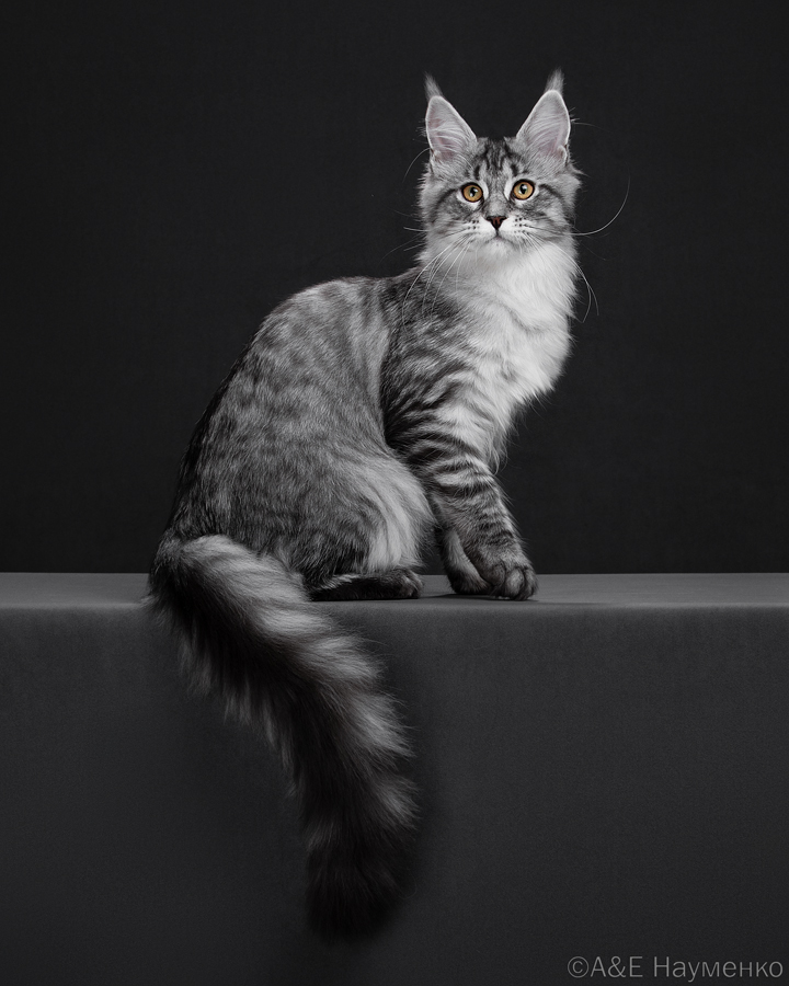 Котята мейн-кун чистое серебро