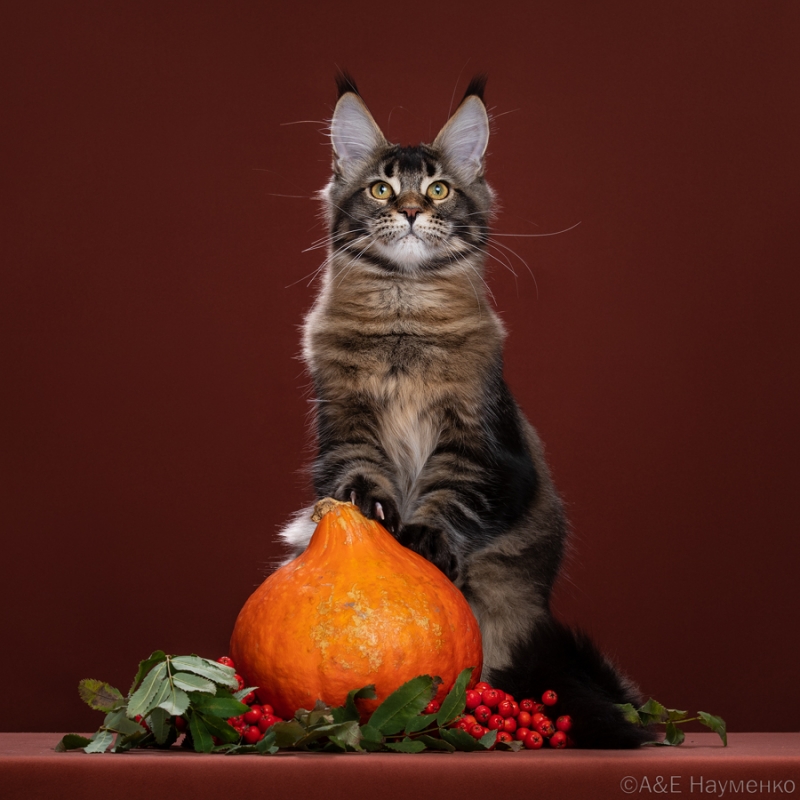 Котята мейн-кун в 4 месяца 4 кг