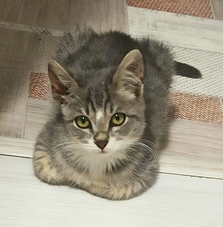 Котенок Лакки в поисках дома