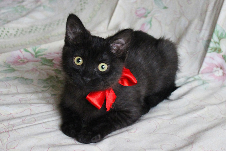 Чрный котенок Веточка ищет дом