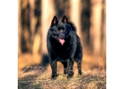 Племенной питомник щенков породы Шипперке Schipperke