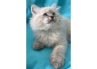 Котята Невские Маскарадные