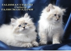 Невские Маскардные котята