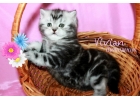 Британские котята