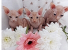Котята Канадского Сфинкса