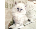 Невские Маскарадные котята шоу-класса
