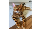 Бенгальские котята