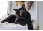 Бoмбeйcкие котята, питoмник Мurmurcаt Mocквa