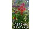 Cаженцы плодовых и декоративных деревьев и кустарников