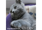 Британский клубный котик голубого окраса.