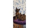 Бурманские котята