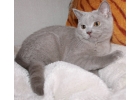Британский лиловый котик 4000 руб.