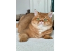 Шотландские золотые котята