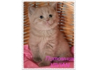 Британские клубные лиловые котята.