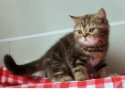 Британские мраморные котята.