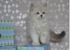 Невские Маскарадные котята