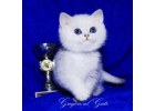 БРИТАНСКИЕ КОТЯТА СЕРЕБРИСТАЯ ШИНШИЛЛА