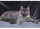 Котик мейн-кун чрный дым 6 на 6