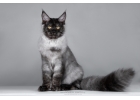 Красивые крупные котята мейн-кун