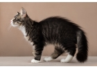 Котята норвежские лесные