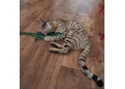 Бенгальская кошка