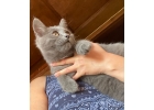 Крупный мурчаливый котнок Донни в дар. 4,5 месяца