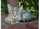 Ласковый котенок классического окраса в дар