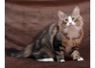 Норвежский лесной котнок