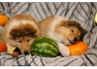 Щеночки Колли