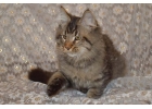 Котенок мейн-кун.