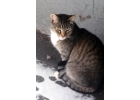 Крупная домашняя кошка ищет дом