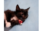 Отдам котенка кошатникам