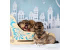 Померанский шпиц тип медвежонок
