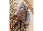 Шикарные котята голубого окраса в дар