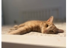 Кот в поиске дома