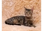 Котенок бенгальского окраса в добрые руки