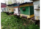Пчелы и улья