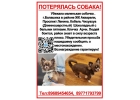 Пропала чихуахуа