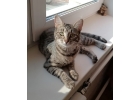 Отдам игривую кошечку в добрые руки. 8 месяцев