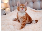 Шикарные рыжие котята в добрые руки