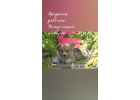 Щенки вельш корги пемброк