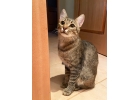 Умненький кастрированный котнок Сержик в дар