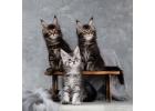 Котята мейн-кун яркие красивые с подарками