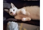 Котенка ищет дом для создания уюта