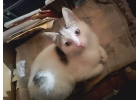 Котнка ищет дом для создания уюта