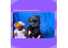 Гриффон классный , клубный