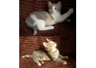 Котята трехцветные